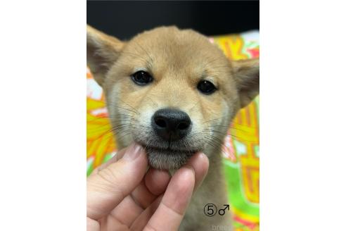 成約済の愛知県の柴犬-348629の2枚目