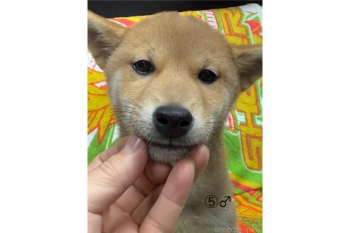 成約済の愛知県の柴犬-348629の1枚目