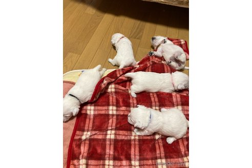 成約済の東京都のウエストハイランドホワイトテリア(ウエスティ)-363533の3枚目