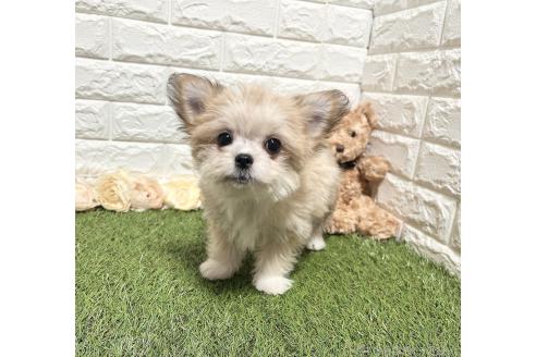 成約済の福岡県のチワマル:チワワ×マルチーズ-345910の3枚目