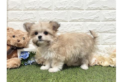 成約済の福岡県のチワマル:チワワ×マルチーズ-345910の2枚目