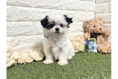 成約済の福岡県のチワマル:チワワ×マルチーズ-347610の4枚目