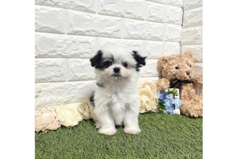成約済の福岡県のチワマル:チワワ×マルチーズ-347610の2枚目
