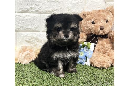 成約済の福岡県のチワマル:チワワ×マルチーズ-354998の1枚目