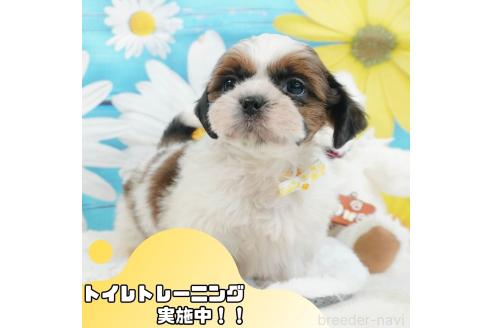 成約済の静岡県のシーズー-360268の1枚目