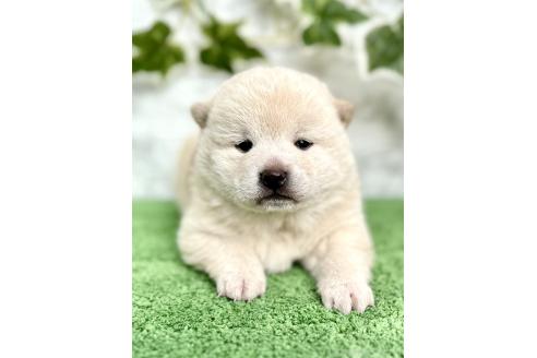 成約済の埼玉県の柴犬-362587の13枚目