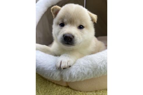 成約済の茨城県の豆柴-363689の5枚目