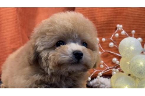 成約済の茨城県のトイプードル-363700の1枚目