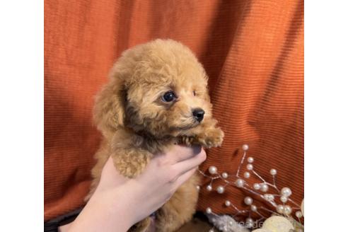 成約済の茨城県のトイプードル-363700の3枚目