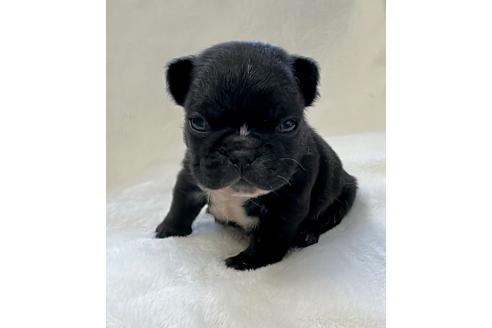 成約済の山口県のフレンチブルドッグ-363705の10枚目