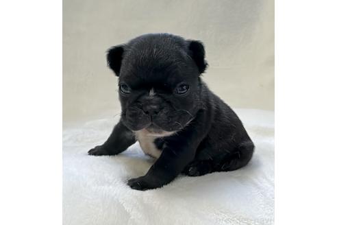 成約済の山口県のフレンチブルドッグ-363705の9枚目