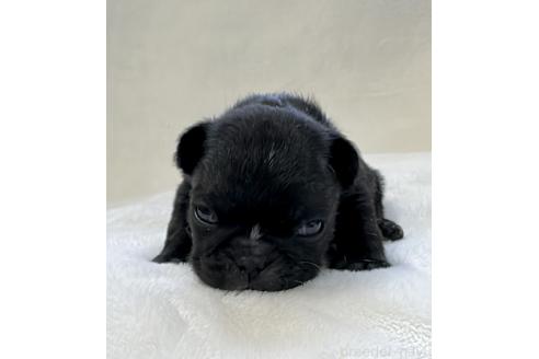 成約済の山口県のフレンチブルドッグ-363705の8枚目