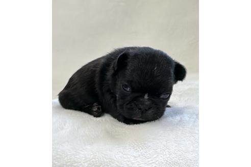 成約済の山口県のフレンチブルドッグ-363705の7枚目