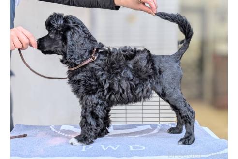 成約済の東京都のその他の犬種-363708の10枚目