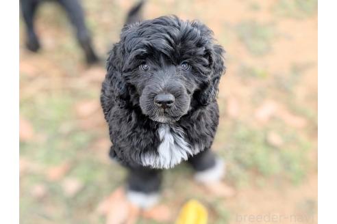 成約済の東京都のその他の犬種-363708の7枚目
