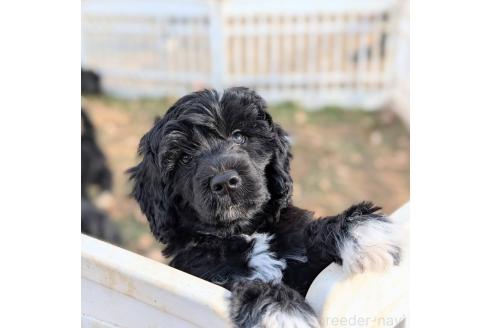 成約済の東京都のその他の犬種-363708の5枚目