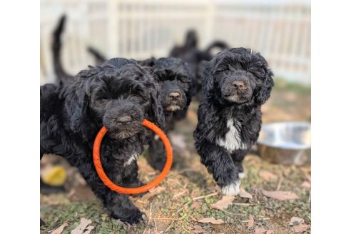 成約済の東京都のその他の犬種-363708の4枚目