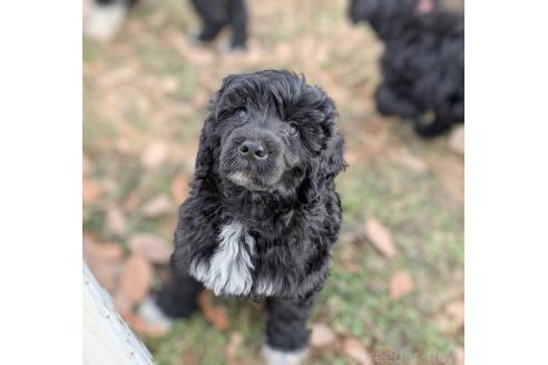 成約済の東京都のその他の犬種-363708の3枚目
