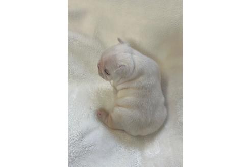 成約済の山口県のフレンチブルドッグ-363707の9枚目