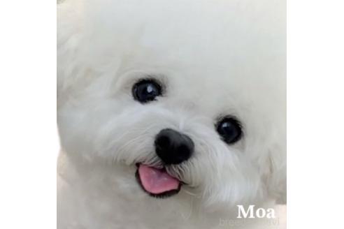 モアちゃん1枚目