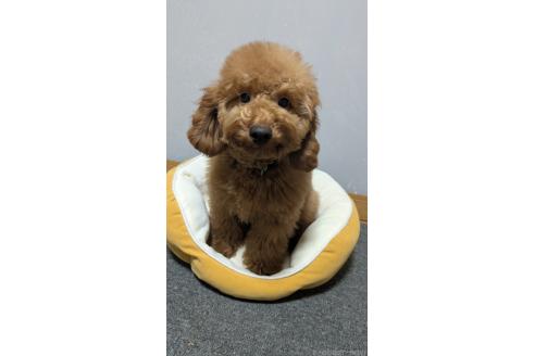 販売中の東京都のトイプードル-344738
