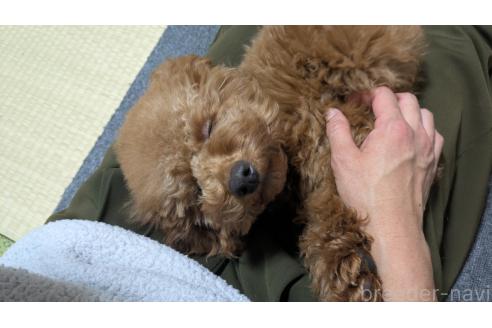 成約済の東京都のトイプードル-344738の4枚目