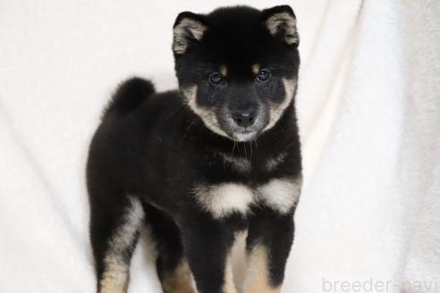 成約済の滋賀県の柴犬-363743の15枚目