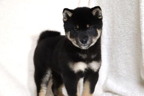 成約済の滋賀県の柴犬-363743の14枚目