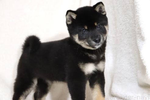 成約済の滋賀県の柴犬-363743の13枚目