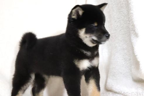 成約済の滋賀県の柴犬-363743の12枚目