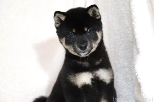 成約済の滋賀県の柴犬-363743の11枚目