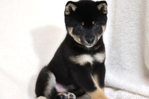 成約済の滋賀県の柴犬-363743の10枚目
