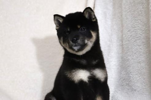 成約済の滋賀県の柴犬-363743の9枚目