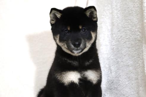 成約済の滋賀県の柴犬-363743の8枚目