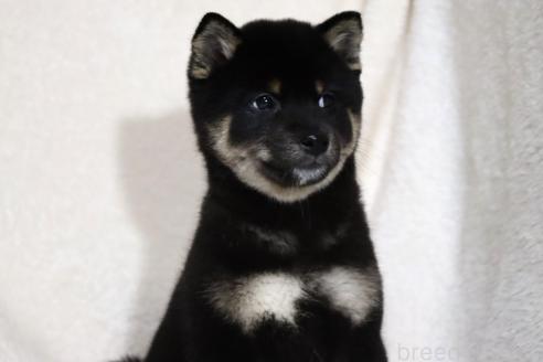 成約済の滋賀県の柴犬-363743の7枚目