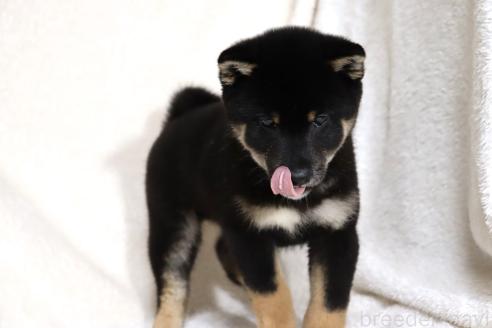 成約済の滋賀県の柴犬-363743の6枚目