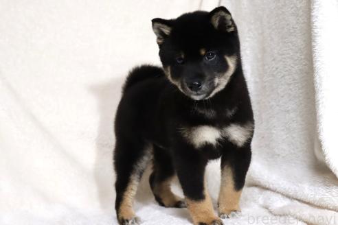 成約済の滋賀県の柴犬-363743の5枚目