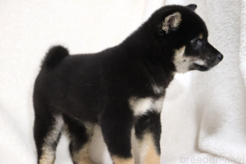 成約済の滋賀県の柴犬-363743の4枚目