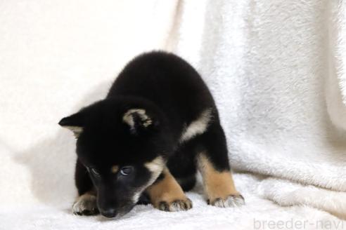 成約済の滋賀県の柴犬-363743の3枚目