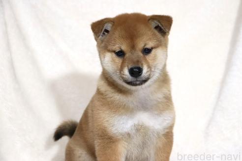 成約済の滋賀県の柴犬-363744の15枚目
