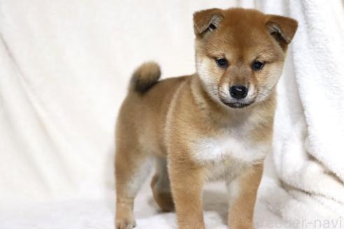 成約済の滋賀県の柴犬-363744の14枚目