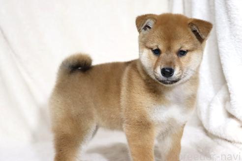 成約済の滋賀県の柴犬-363744の13枚目