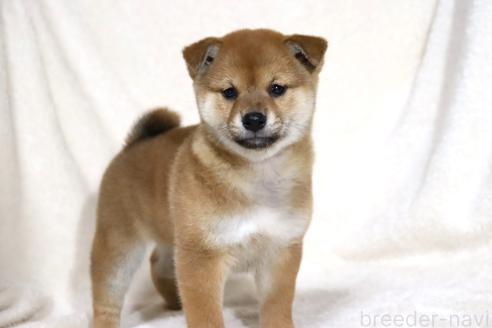 成約済の滋賀県の柴犬-363744の12枚目