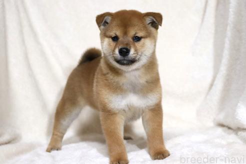 成約済の滋賀県の柴犬-363744の11枚目