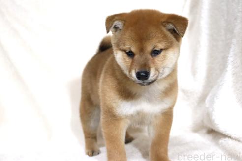 成約済の滋賀県の柴犬-363744の10枚目