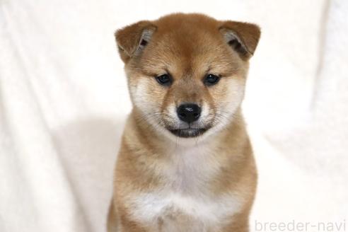 成約済の滋賀県の柴犬-363744の9枚目