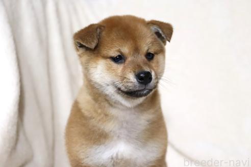 成約済の滋賀県の柴犬-363744の8枚目