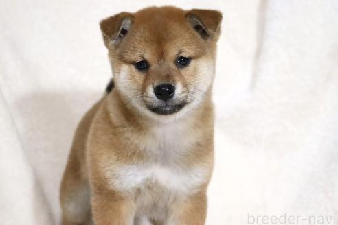 成約済の滋賀県の柴犬-363744の7枚目