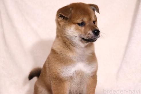 成約済の滋賀県の柴犬-363744の6枚目