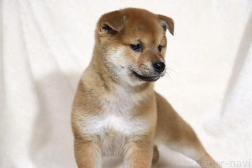 成約済の滋賀県の柴犬-363744の5枚目